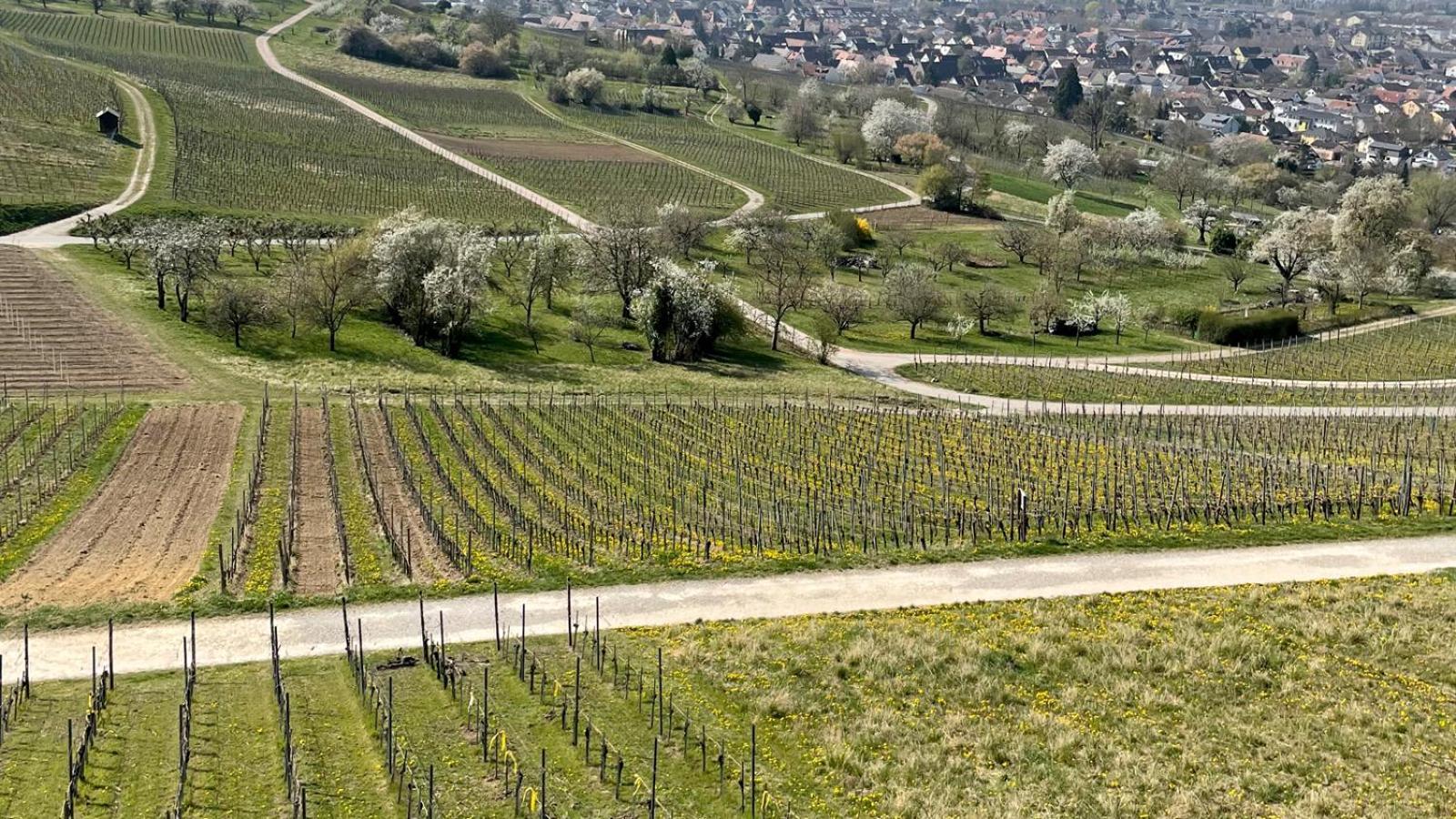Landgasthof Rebstock Weil Am Rhein / Basel Екстериор снимка