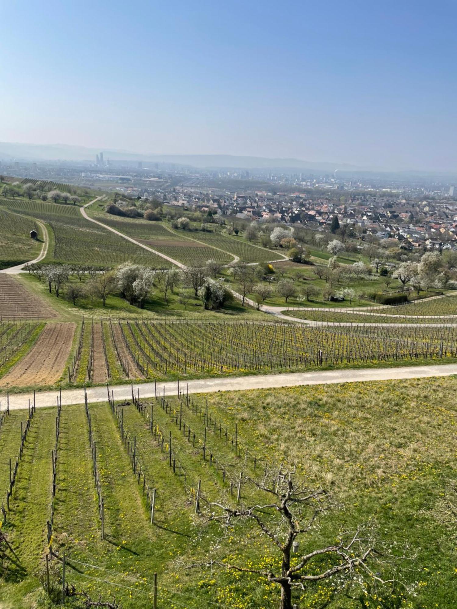 Landgasthof Rebstock Weil Am Rhein / Basel Екстериор снимка